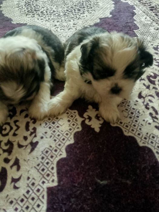 Szczeniak rasy shih -tzu
