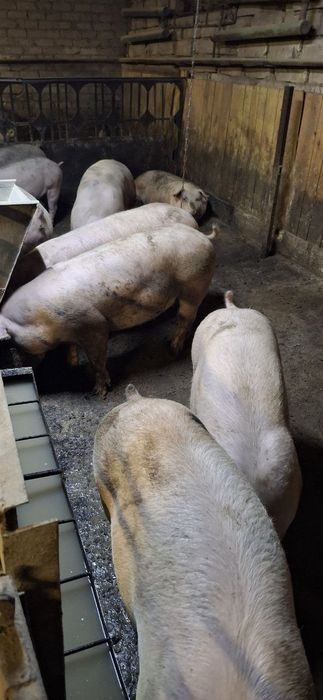 Продажа великих свиней 170-200 кг