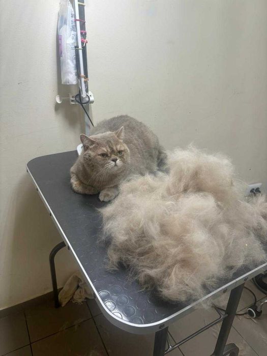 Експрес лінька та стрижка котів в салоні
