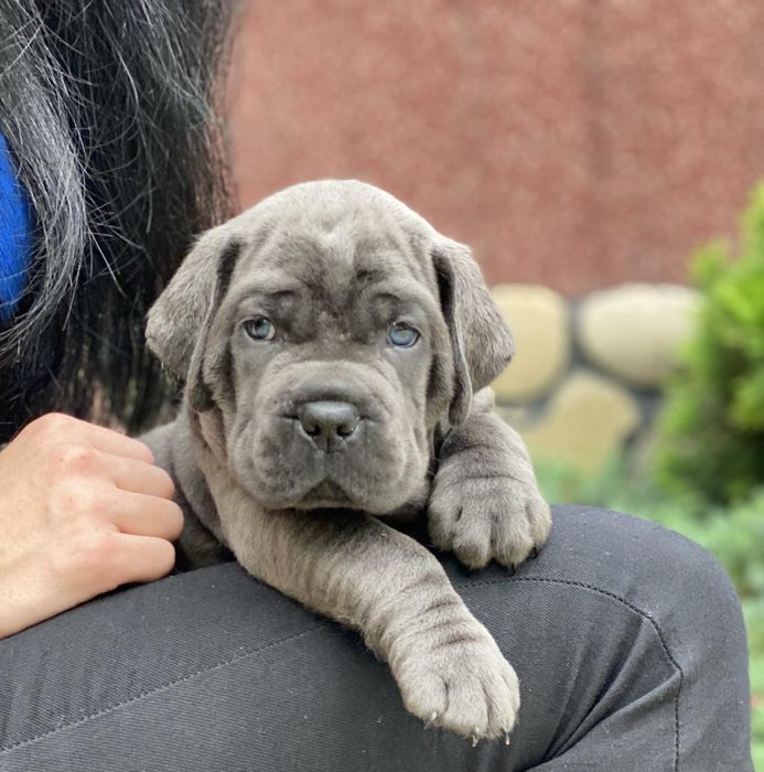 Хлопчики дівчатка-сірого окрасу