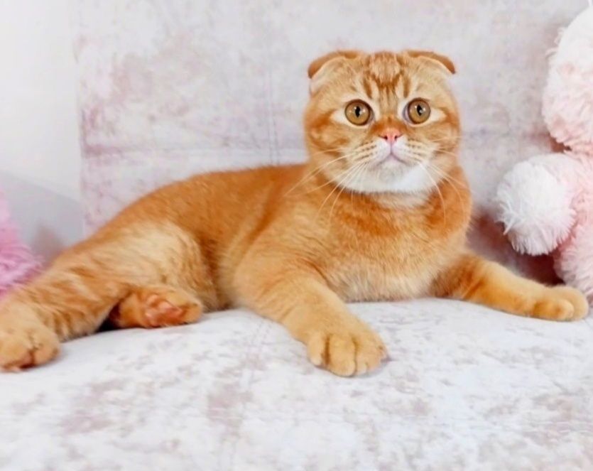 Шотландський хлопчик фолдик