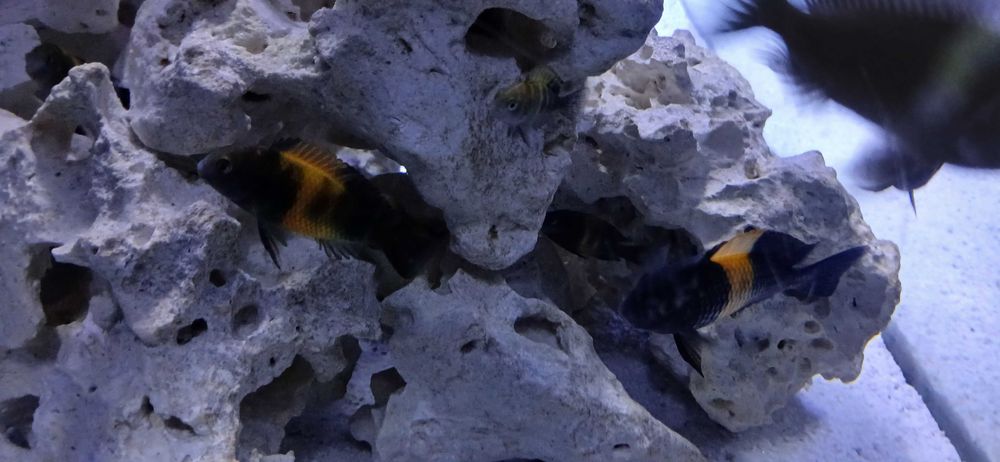 Tropheus  bemba dubois kiriza młode i dorosłe