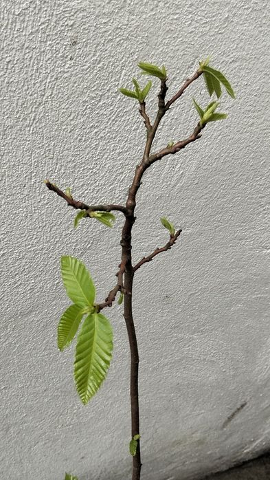 Castanheiro em vaso