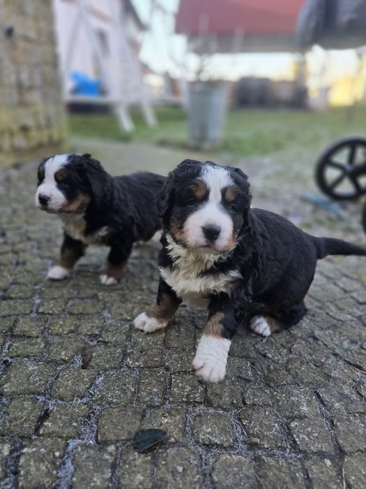 Berneński Pies Pasterki  (Urodzone 01.11.2025) dostępny piękny pies 
U