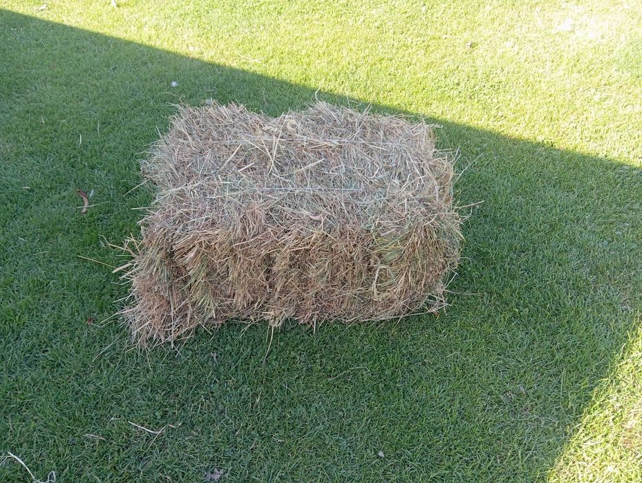 Sprzedam siano tegoroczne