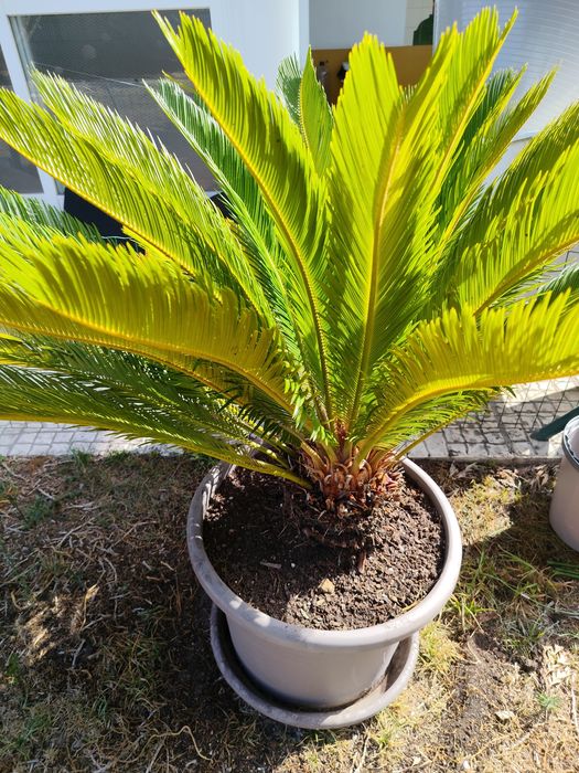 Planta Palmeira de Sagu