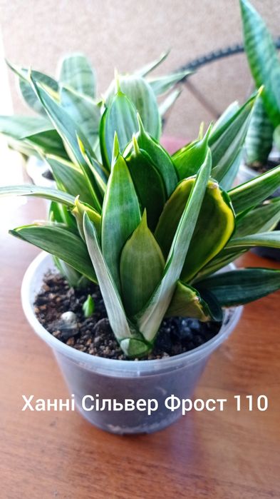 Сансевієрії колекційні  Ханні  і інші сорти, Цеоліт( 3-5 мм)