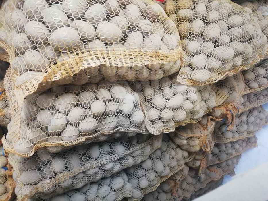 Ziemniaki Soraya wielkosc sadzeniak