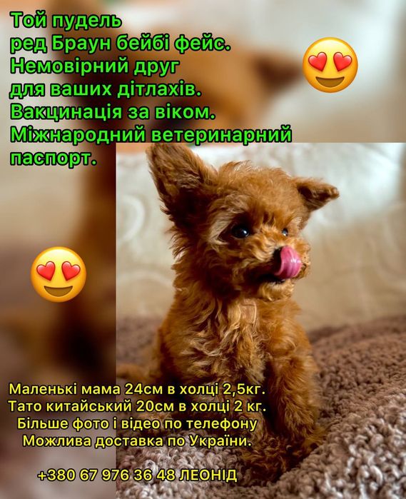 Той пудель хлопчик