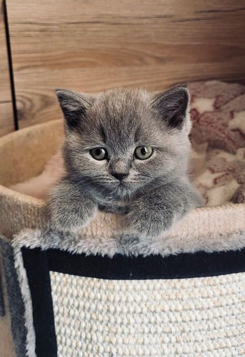 Kocurek Brytyjski Krótkowłosy Niebieski Kotek