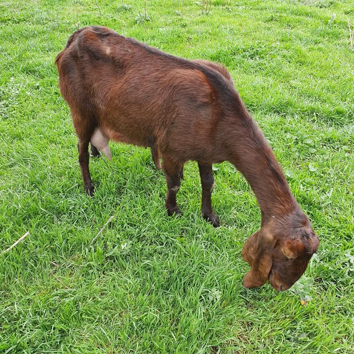 Котная Коза нубо камори %