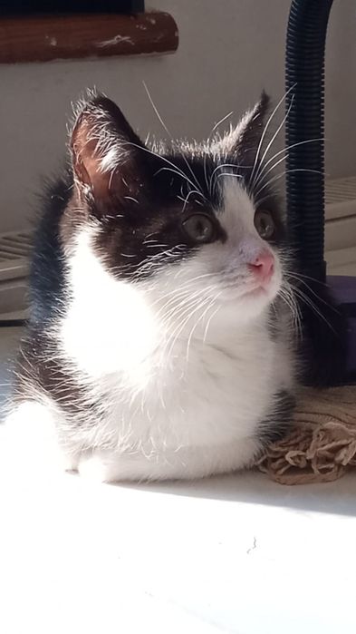 Zwierzęta ,koty do oddania