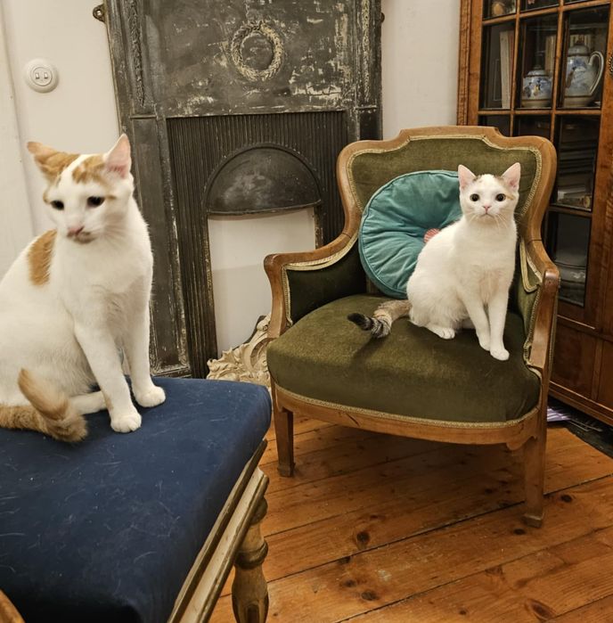 Pianka i Krakers szukają domu na stałe