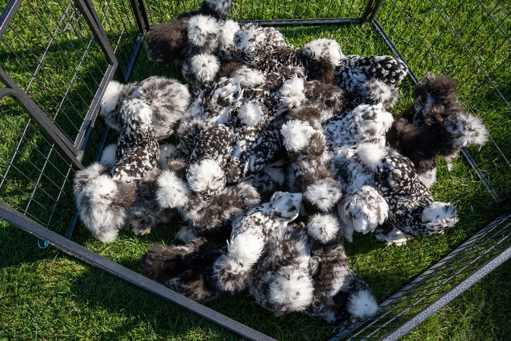Kurki barwy mottled silka kura jedwabista