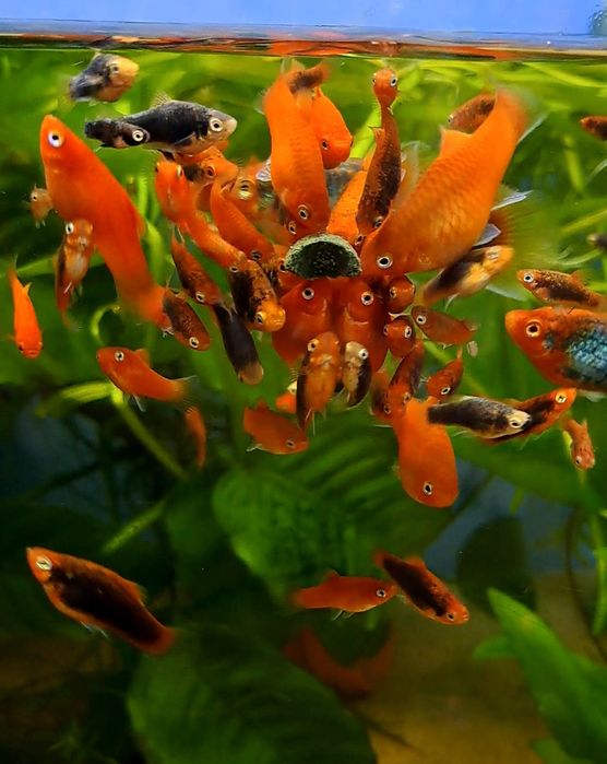 Platys vermelhos sortidos