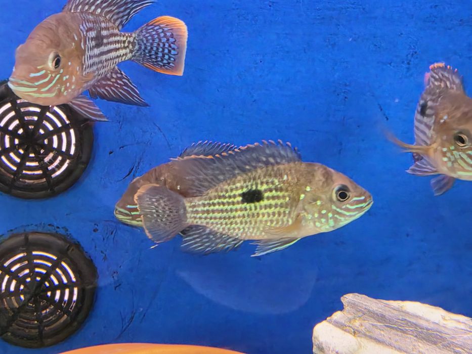 Green Terror (Aequidens Rivulatus)