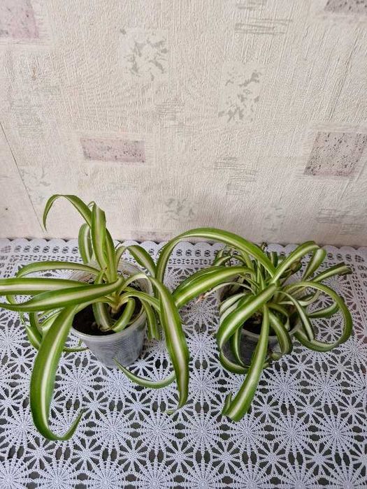 Хлорофитум кучерявый бони