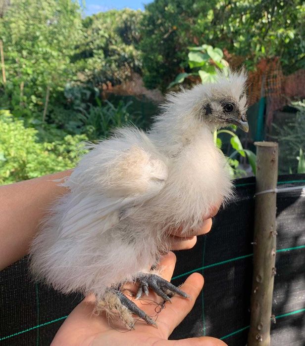 Sedosas do Japão pintos