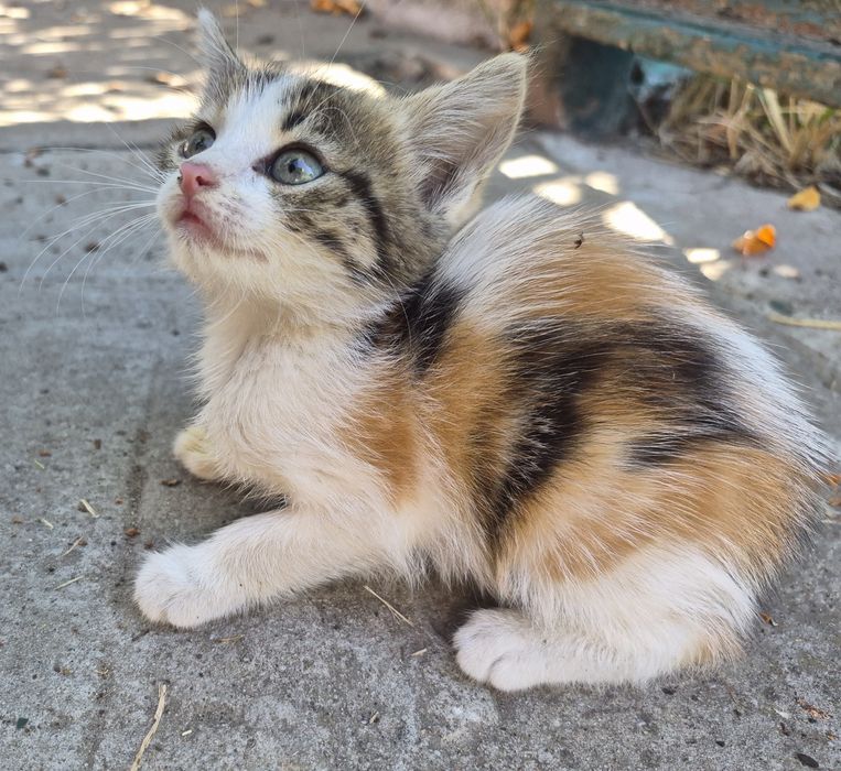 Котики безоплатно