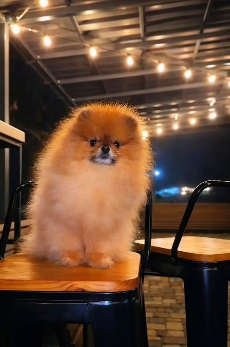 Гарний хлопець пом шпиц