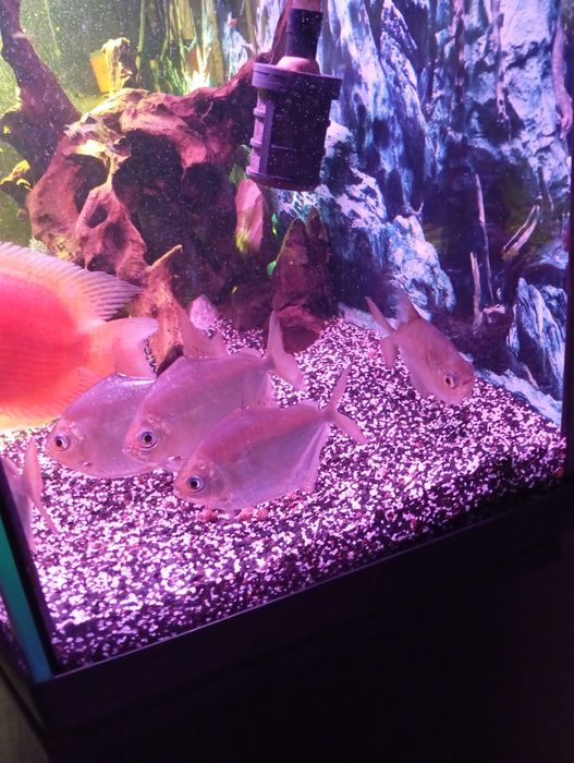 Метиниси 4 хвоста продам