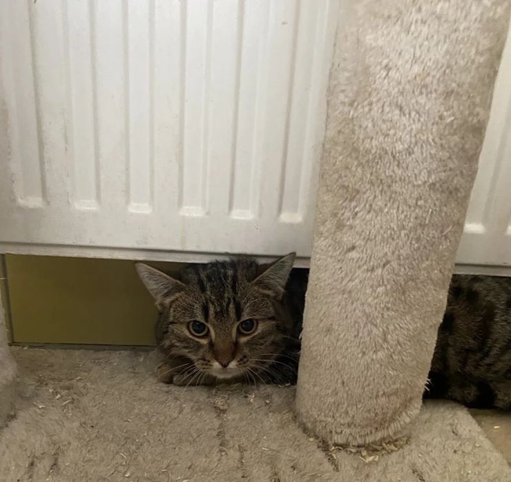 Młody kocurek Pazurek do adopcjii!