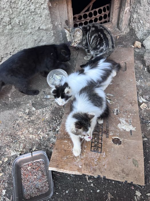 Котики шукають родину