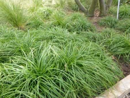 Turzyca wiosenna 'The Beatles'