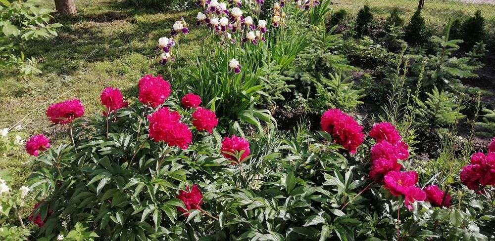 Піони. Півонії..