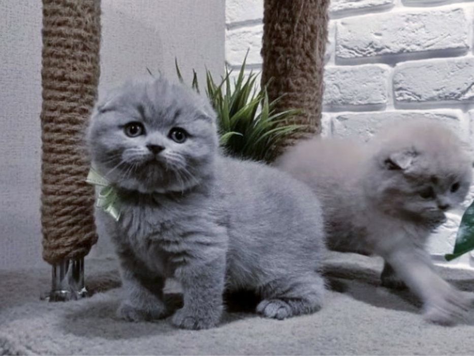 Котенята шотландські