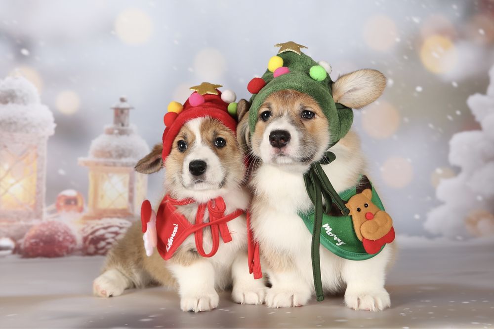 Неймовірні новорічні коргі_Гноми