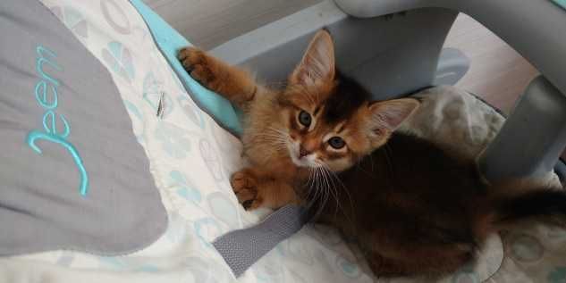 Сомалийский котик -абиссинка дикий окрас