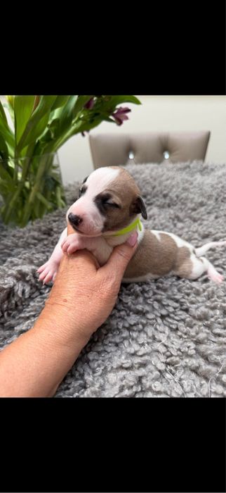 Whippet suczka chart