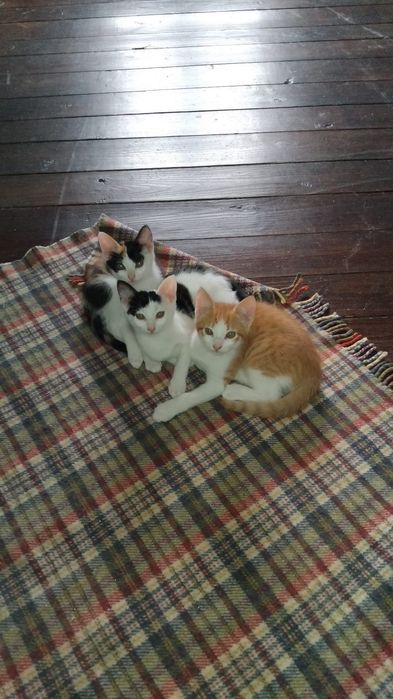 Gatinhos bebés adoção responsável