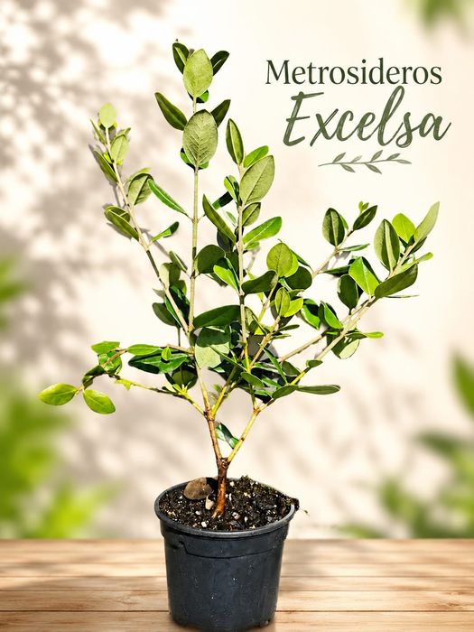 Metrosideros Excelsa