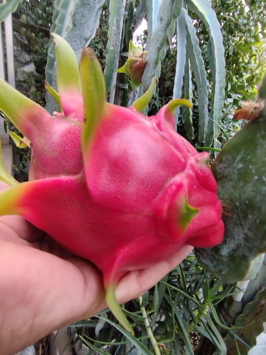 Pitaya popa branca para plantar