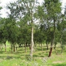 Limpeza arvores arbustos