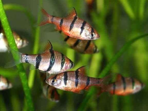 Brzanka pięciopręga - Desmopuntius pentazona - dowozimy, wysyłamy