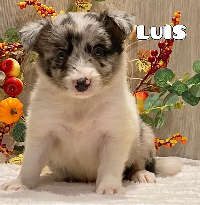 Border Collie  do rezerwacji