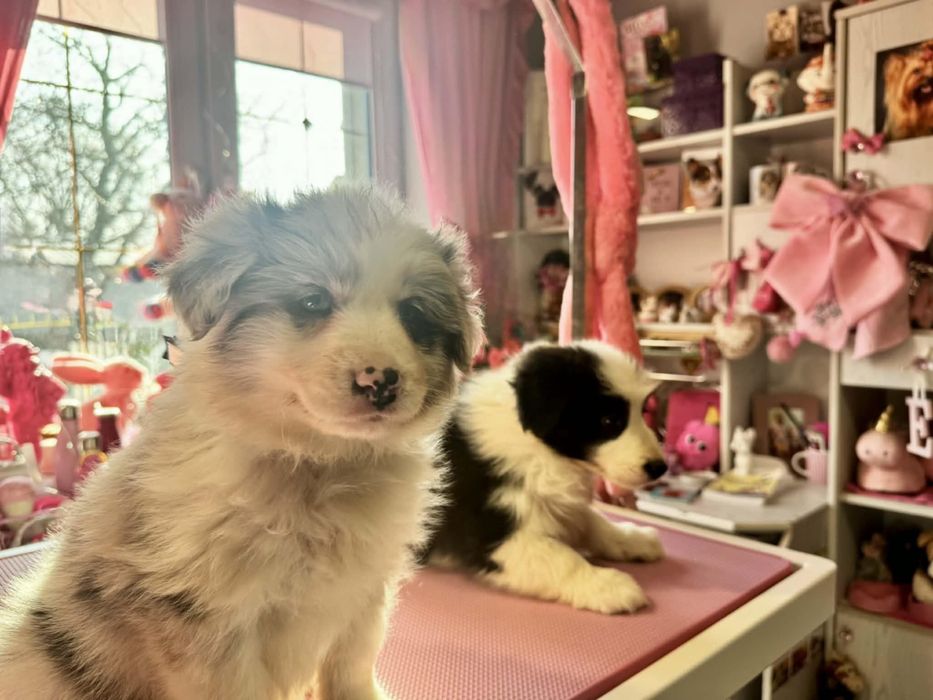 Border Collie szczeniak
