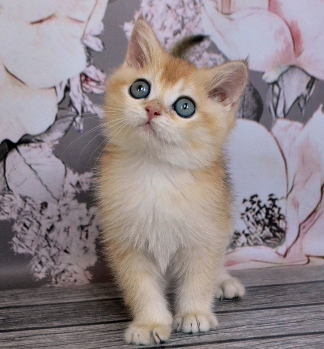 Британские котята короткошерстные золотые  шиншиллы