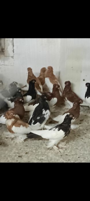 Sroczka polska krótkodzioba młode 25