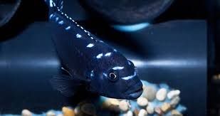 GB MALAWI Pyszczak Neon Spot