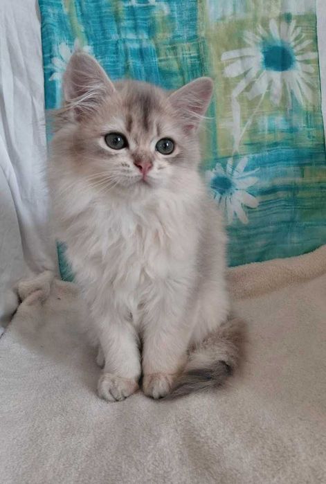 Шотландский длинношерстный котик в окрасе голубое золото ау11