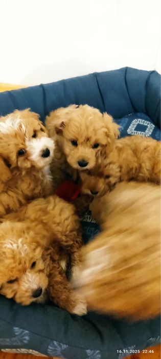 Sprzedam szczeniaka pieska rasy Maltipoo z rodowodem