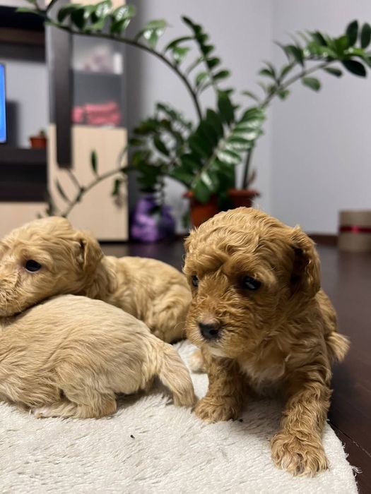 Мальтипу ф1 міні, цуценята