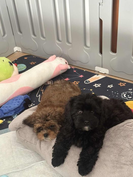 Piekna sunia Cavapoo F1