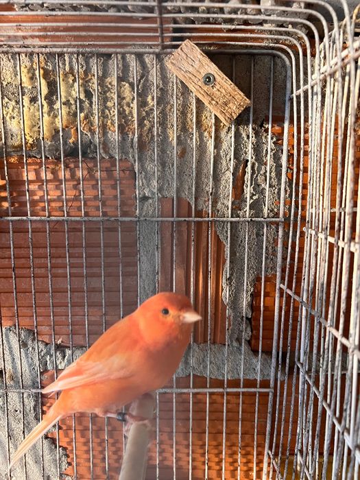Vendo casal de canários vermelhos