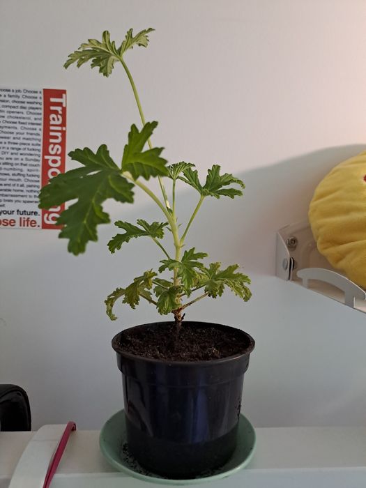 Anginka, geranium, cytrynka