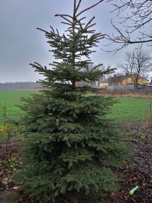 Choinka żywa w doniczce